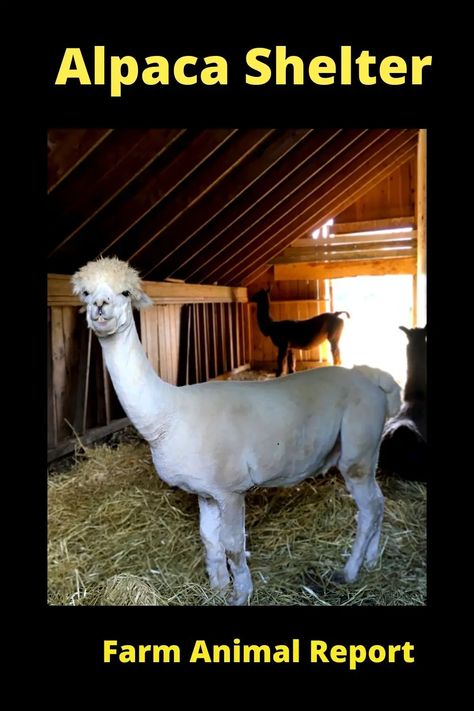 Alpaca Enclosure, Alpaca Shelter, Barn Layout, Animal Report, Small Barns, Alpaca My Bags, Mini Barn, Small Barn, Alpaca Farm