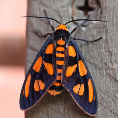 Tiger Moth, family Arctiidae | by ipost4u (Chris) Colorful Moths, Cute Moth, Foto Macro, Wooden Gate, Tiger Moth, Insect Photography, Cool Bugs, Bug Art, Tiger Tiger