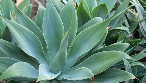 Cómo Cultivar Plantas de Agave En Un Paso A Paso Blue Flame Agave, Indoor Plants Apartments, Water Wise Landscaping, Agave Attenuata, Indoor Plants Styling, Palm Green, Types Of Succulents, Water Projects, Indoor Plant Care