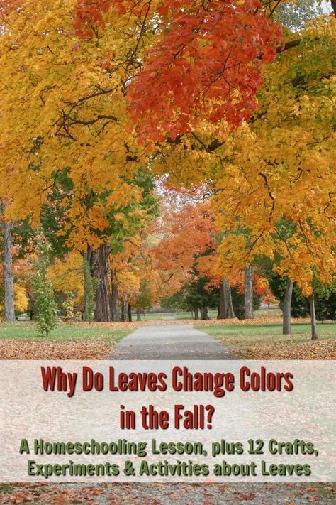 Why Do Leaves Change Color, Leaf Lessons, Fall Family Activities, Color Lessons, Free Homeschool Curriculum, Leaves Changing Color, Homeschooling Ideas, Changing Leaves, School Things