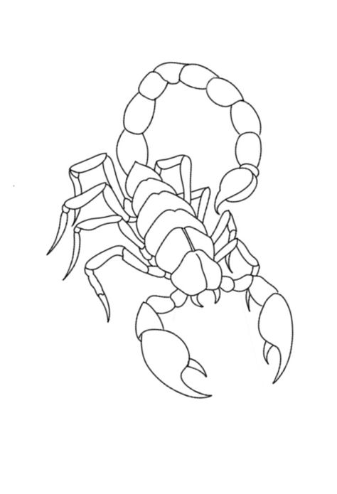 Scorpion Drawing Sketches, Scorpion Drawing Simple, Scorpion Tattoo Outline, Scorpion Tattoo Stencil, Scorpion Outline, Traditional Tattoo Drawings, Illusion Tattoos, Optical Illusion Tattoos, Sand Drawing