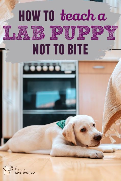 Labrador Retriever puppies are playful, but sometimes, they can get carried away and bite you and your stuff. This may lead you to search for ways to help you train your Lab puppy not to bite.In this article, we are going to take a look at what you can do to teach your Labrador pup to stop biting. Click for more training a labrador, labrador retrievers, labrador owners, labrador care, dog training, raising a dog. Training Labrador Puppies, How To Train A Labrador Puppy, Lab Training Tips Puppies, Lab Puppy Training Tips, Labrador Retriever Puppy Training, Lab Puppy Training, Labrador Puppy Training, Labrador Training, Labrador Retriever Training