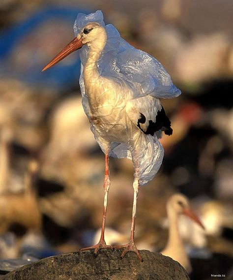 This is what YOUR plastic bags do to our wildlife!!!  Plastic bags are NOT RECYCABLE so please try to change and carry reusable bags to save our environment!~~ Haunting Photos, Ocean Pollution, Environmental Problem, La Pollution, Water Pollution, Environmental Pollution, Plastic Pollution, Sea Birds, Save Earth