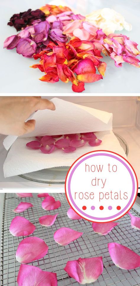 Fancy getting your craft on this Valentines? Dry rose petals are perfect for decorating DIY cards or sprinkling over the bed as confetti! Dry Rose Petals, Dry Rose, Gift Crafts, Drying Roses, Pot Pourri, Dried Rose Petals, Mason Jar Diy, Mason Jar Crafts, Jar Crafts