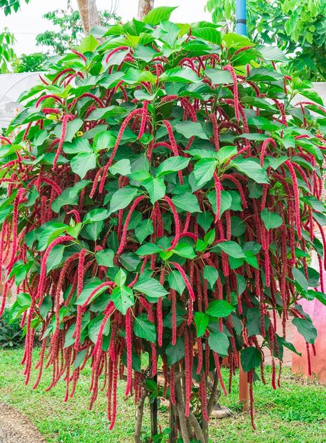 With its striking red flowers and gorgeous heart-shaped leaves, the chenille plant is making a well-deserved comeback. Acalypha Hispida, Chenille Plant, Plant Pot Diy, Sensory Garden, Estate Garden, Plant Decor Indoor, Wonderful Flowers, Flower Spike, Soft Red