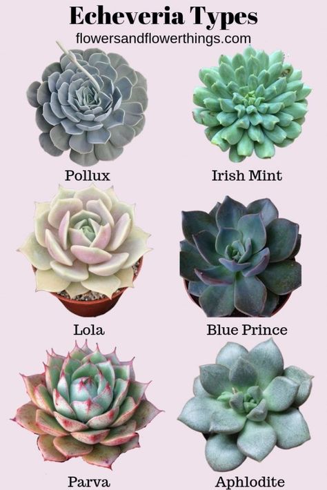 40 Echeveria Types & Care (with pictures) - Flowersandflowerthings Echeveria Types, Makeup Kawaii, Tanaman Sukulen, Different Types Of Succulents, Succulents Wallpaper, Succulent Names, Types Of Succulents Plants, Kaktus Dan Sukulen, Tanaman Indoor