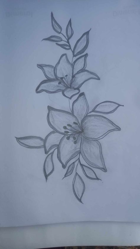 Lily Flower Art Lilly Flower Drawing Simple, Lilys Aesthetic Flower Drawing, Water Lily Doodle, Tiger Lily Drawing Simple, Easy Lily Drawing, Lily Drawing Simple, Lily Outline, Lily Drawings, Lilly Flower Drawing