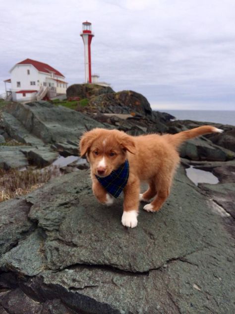 Yarmouth, NS Lighthouse and NS Duck Toller pup. Duck Toller Puppy, Toller Retriever Puppies, Nova Scotia Retriever, Nova Scotia Duck Tolling Retriever Puppy, Novia Scotia Duck Tolling Retriever, Toller Puppies, Duck Toller Retriever, Toller Puppy, Duck Retriever