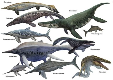 Sea Monsters by ~atrox1  Featuring: Plotosaurus, Tylosaurus, Kronosaurus, Stenopterygius, Temnodontosaurus, Prognatodon, Shonisaurus, Eurhinosaurus, Platypterygius, and Mosasaurus Extinct Sea Creatures, Prehistoric Marine Life, Underwater Dinosaurs, Aquatic Dinosaurs, Water Dinosaurs, Prehistoric Sea Creatures, Sea Dinosaurs, Prehistoric Wildlife, Prehistoric Dinosaurs