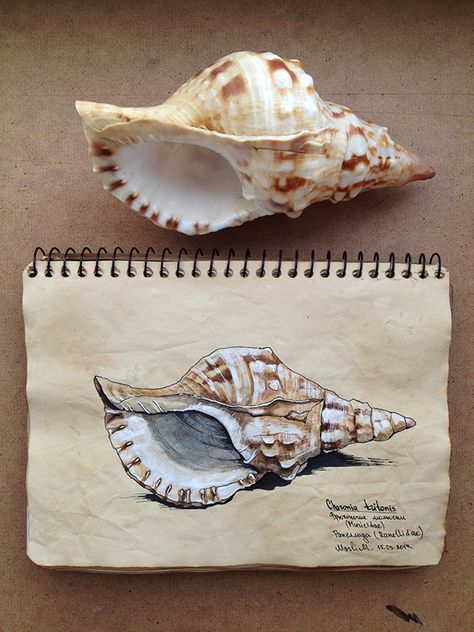 Natural Forms Gcse, Shell Drawing, Natural Form Art, Gcse Art Sketchbook, A Level Art Sketchbook, Observational Drawing, Nature Sketch, Watercolor Pencil, Artist Journal