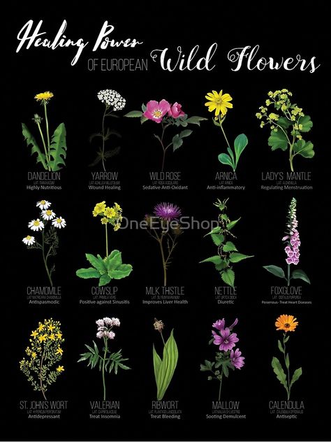 wildflower, biology, bloom, wildrose, dandelion, chamomile, thistle, botanical, countryside, herbal remedy, witch herb, botanical poster, flower aesthetic, flower, witches weeds, floral, forest, floral pattern, Wicca herbs Herbs Healing, Wicca Herbs, Healing Flowers, Witch Herbs, Magic Herbs, Magical Herbs, Nature Spring, Organic Nature, Herbal Magic