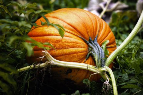 Pumpkin on Vine. A pumpkin growing in a field on a vine , #Sponsored, #pumpkin, #Vine, #Pumpkin, #vine, #field #ad Vine Images, Pumpkins Growing, Pumpkin Growing, Fruits And Vegetables Images, Pumpkin Plant, Pumpkin Paintings, Pumpkin Field, Aesthetic Paintings, Pumpkin Vine