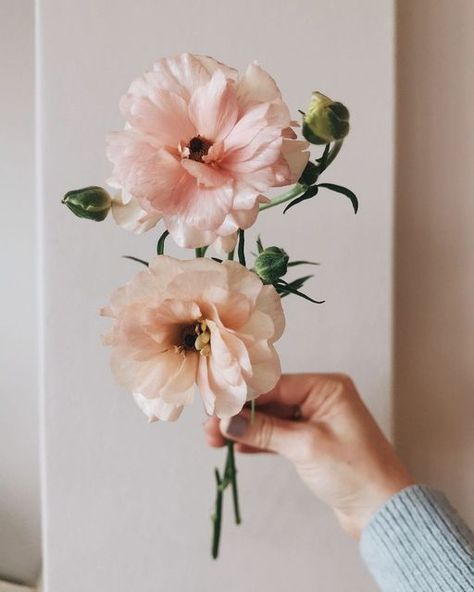 Peach Butterfly Ranunculus, Flowers Ranunculus, Blush Butterfly Ranunculus, Butterfly Ranunculus Tattoo, Single Stem Flower, Pink Butterfly Ranunculus, Butterfly Ranunculus Bouquet, Ranunculus Butterfly, Butterfly Ranunculus