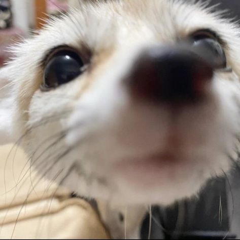 Fenic Fox, Zorro Fennec, Fennec Fox Pet, Fox Pups, Fox Makeup, Fox Pictures, Fennec Fox, Pet Fox, Pretty Animals