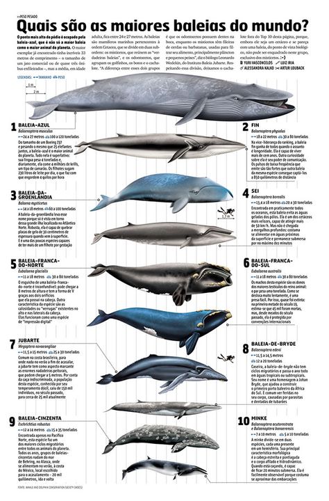 Blue Whale Pictures, Whale Pictures, Save The Whales, Whale Art, Water Animals, Marine Conservation, Ocean Conservation, Marine Mammals, Animal Facts