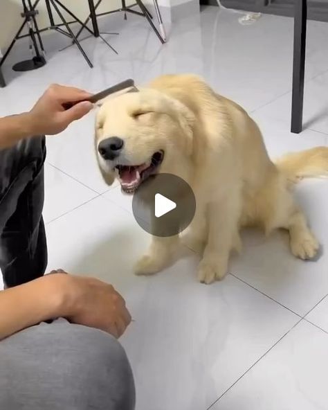 Pictures With Golden Retrievers, Golden Retriever And Yorkie, Dogs Videos Cute, Really Cute Dogs And Puppies, Dog Cute Illustration, Puppy Videos Cutest, Dogs And Puppies Cutest Wallpaper, Massive Dog Breeds, Dog Videos Cutest