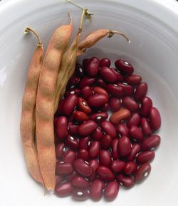 Grow Hopi Red Beans for Perfect Chili on http://www.hortmag.com Chili Beans, Good Sources Of Calcium, Bush Beans, Dry Beans, Bean Seeds, Red Bean, Dried Beans, Heirloom Seeds, Bean Salad