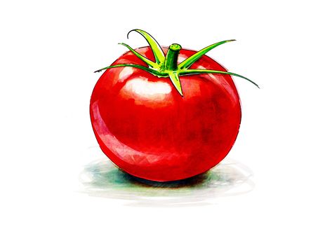 Tomato Watercolor Paintings, Tomato Painting Watercolors, Tomato Pics, Tomato Reference, Tomato Doodle, Draw Tomato, Veggie Painting, Tomato Sketch, Tomatoes Drawing