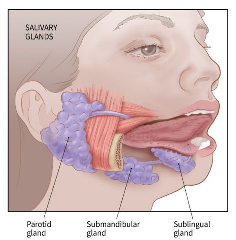 illustration showing the salivary glands: parotid gland, sublingual gland, submandibular gland Parotid Gland Swelling, Anatomy Of The Neck, Salivary Glands, Parotid Gland, مشروعات العلوم, Salivary Gland, Carotid Artery, Medical Anatomy, Lymph Nodes