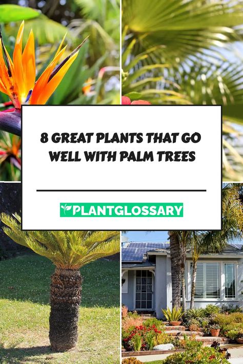 Of course, a garden with palm trees alone may look a little neglected, so check out our recommendations below for some of the best plants that go well with palm trees. Bromeliad Rock Garden Ideas, Spindle Palm Tree, Palm Tree In Pot Outdoors, Types Of Palm Trees Outdoor, Lipstick Palm Landscaping, Potted Palm Trees Outdoor, Palm Tree Base Landscaping, Sego Palm Landscaping Ideas, Plants Around Palm Trees