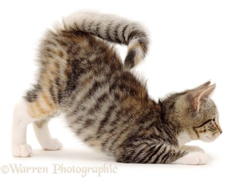 Squirrel-tail kitten pouncing, in a play-bow Cat Anatomy, Kitten Photos, Cat Reference, Tabby Kitten, Warrior Cats Art, Gorgeous Cats, Cat Pose, Cat Photography, Pretty Cats