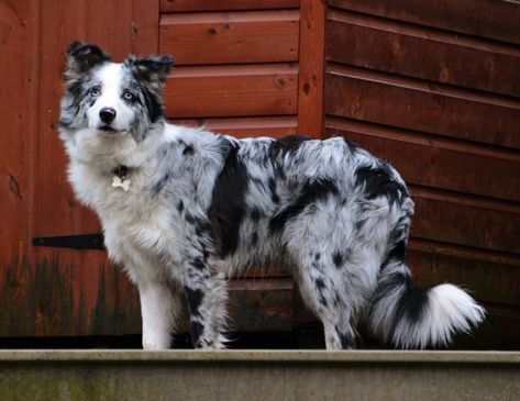 Blue Heeler Border Collie Mix Dogs, Border Collie Husky, Unique Dog Breeds, Border Collie Mix, Australian Shepherd Dogs, Gorgeous Cats, Border Collie Dog, Pretty Dogs, Pretty Animals