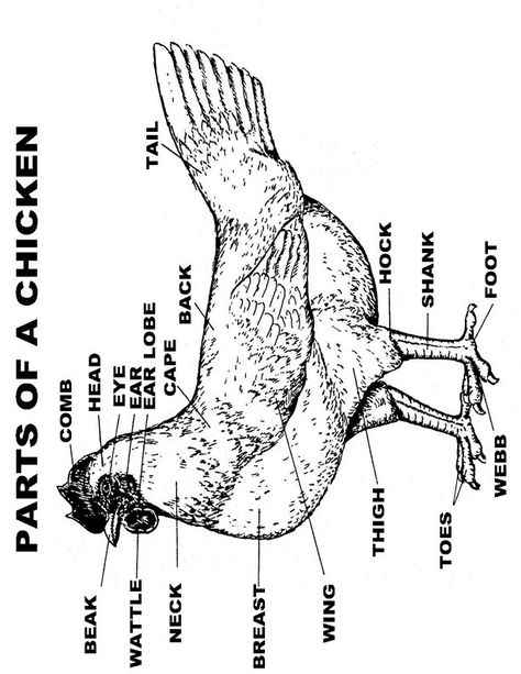 Chicken Parts Diagram, Parts Of A Chicken Diagram, Chicken Diagram, Chicken Showing, Parts Of A Chicken, Chicken Town, Object Names, Chicken Anatomy, Vet Science