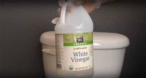 Man Pours White Vinegar Inside His Toilet Tank And I'm Copying His Idea. - MetaSpoon Vinegar In Toilet Tank, Clean Toilet Tank, Clean Toilet Bowl Stains, Toilet Bowl Stains, Clean Toilet, Clean Toilet Bowl, Bathroom Cleaning Hacks, Toilet Tank, Distilled White Vinegar