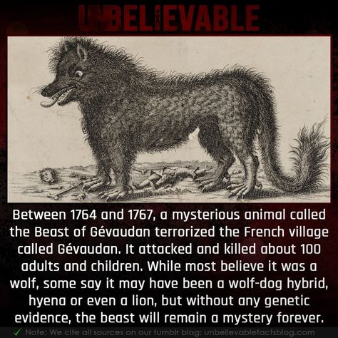 Terrifying! The Beast Of Gevaudan, Beast Of Gevaudan, Wolfdog Hybrid, Epic Facts, French Village, Hybrid Dogs, Unbelievable Facts, Wolf Dog, Hyena