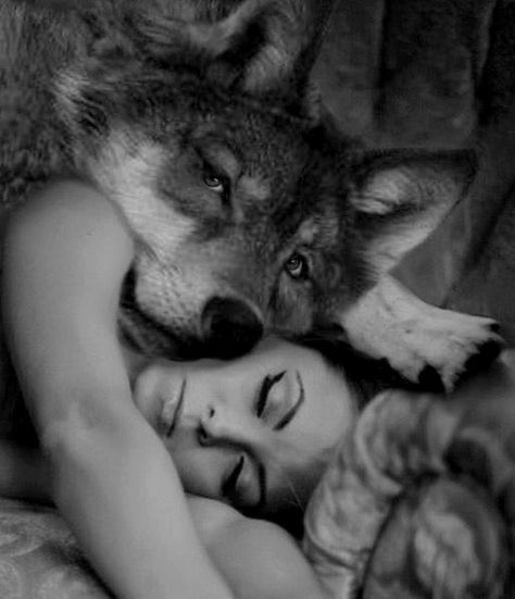 A Wolf, Wolves, Dream Catcher, Sleep, Bed