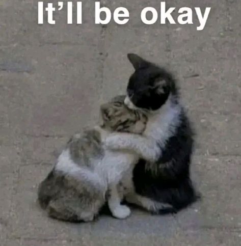 It Will Be Okay, Love Aesthetic, Silly Cats Pictures, Be Okay, Funny Cute Cats, Silly Cats, Silly Me, 귀여운 동물, Pretty Words