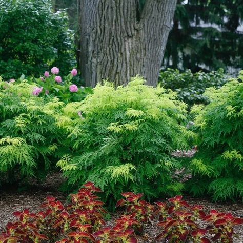 Lemony Lace® Elderberry - My Proven Winners ColorChoices Lemony Lace Elderberry, Elderberry Plant, Colorful Shrubs, Shade Shrubs, Legends Of The Fall, Deer Resistant Plants, Proven Winners, Plant Spacing, Home Landscaping