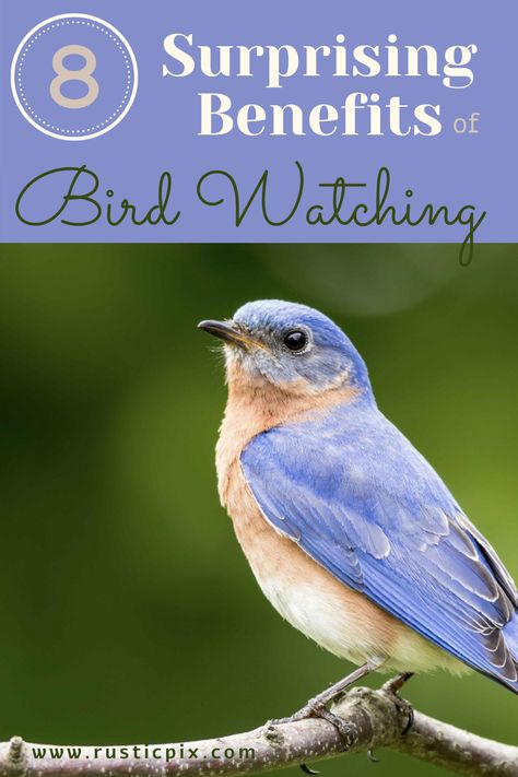 Bird Watching Quotes, Bird Watching Aesthetic, Bellflower California, Backyard Birds Watching, Bird Study, Autumn Things, Nature Education, Homemade Bird Feeders, Community School