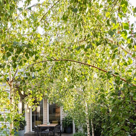 Ian Barker Gardens on Instagram: "Beautiful Silver Birch trees at our Malvern East Project 😍 Botanically known as Betula pendula, these beautiful deciduous trees make the perfect addition to any garden. This particular variety pictured is Betula pendula 'Moss White' - it is named after its bright white bark. These trees have a pendulous form which means it has foliage or branching that weeps, creating a softness to the tree. Silver Birches have bright green foliage that turns to a pale yellow i Birch Trees Garden, Silver Birch Tree, Betula Pendula, Silver Birch, Birch Trees, Deciduous Trees, Birch Tree, Green Foliage, Small Backyard Landscaping