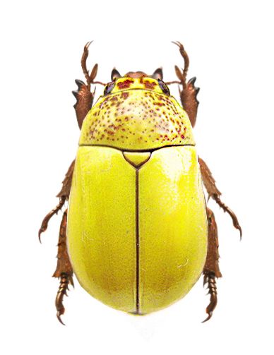 Macropoides cribicollis Beetle Art, Cool Insects, Beetle Insect, Cool Bugs, A Bug's Life, Beetle Bug, Beautiful Bugs, Creepy Crawlies, Arthropods