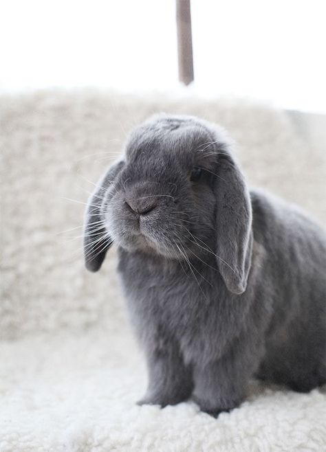 grey bunny Mini Lop Bunnies, Mice And Men, Rabbit Pictures, Rabbit Breeds, Beautiful Rabbit, Mini Lop, Bunny And Bear, Bunny Pictures