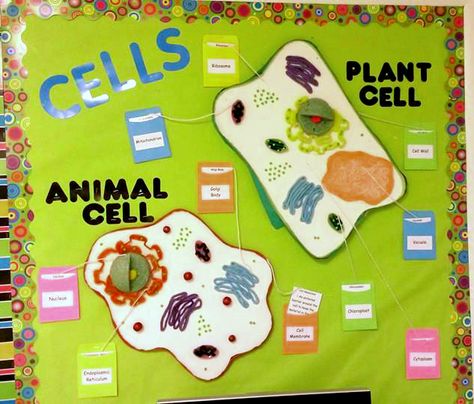 3D Cell Bulletin Board with pull-out definition cards High School Bulletin Boards, Science Display, Science Bulletin Boards, Class Bulletin Boards, Cell Theory, Science Cells, Plant And Animal Cells, Cells Project, Science Room