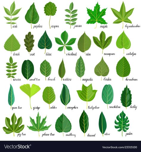 Tree Leaf Identification, Types Of Leaves, Leaf Identification, Different Trees, Tree Doodle, Tree Id, Tree Identification, Kartu Valentine, Leaves Illustration