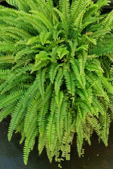 How To Keep Outdoor Plants Alive During Winter, How To Keep A Fern Alive During Winter, How To Winter Over Boston Ferns, How To Keep Ferns Over Winter, Keeping Ferns Alive During Winter, How To Overwinter Ferns, How To Keep Ferns Alive In Winter, Wintering Ferns, Overwintering Ferns