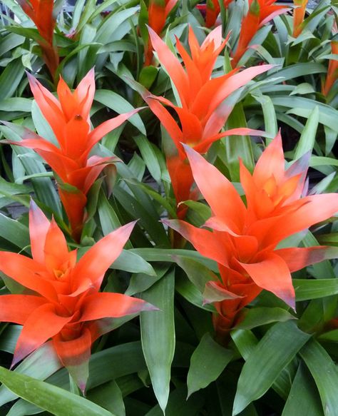 bromeliad houseplant bright light Flowering House Plants, Indoor Flowering Plants, Tropical House Plants, Plants Uk, Porch Flowers, Tropical Flower Plants, Starting A Garden, Terrarium Plants, House Plants Decor