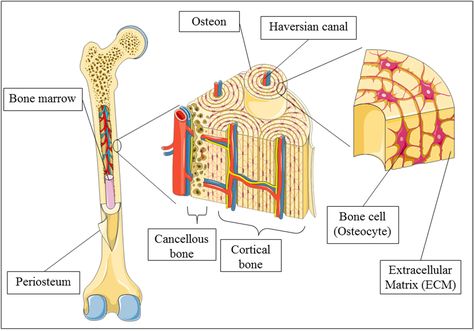 Osteology (OSTEOLOGIA) - the science of the bones Bone Diagram, Skeletal Muscle Anatomy, Medical Diagrams, Structure Of Bone, Skeletal System Anatomy, Bone Anatomy, Anatomical Illustration, Smooth Muscle Tissue, Anaerobic Respiration