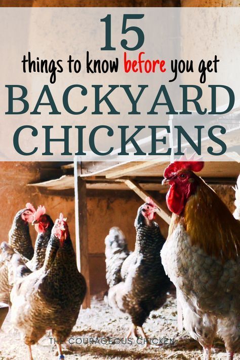 Caring For Chickens, Raising Turkeys, Raising Chicks, Backyard Chicken Farming, Raising Backyard Chickens, Backyard Poultry, Keeping Chickens, Building A Chicken Coop, Chicken Coop Plans