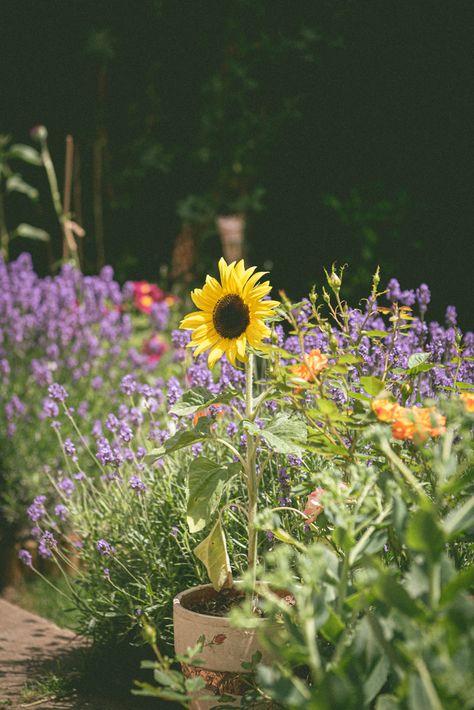 Garden Cottagecore, Potted Sunflowers, Autumn Sunflowers, British Cottage, Garden Inspo, Happy Colors, Summer Garden, Cottage Garden, Garden Pots