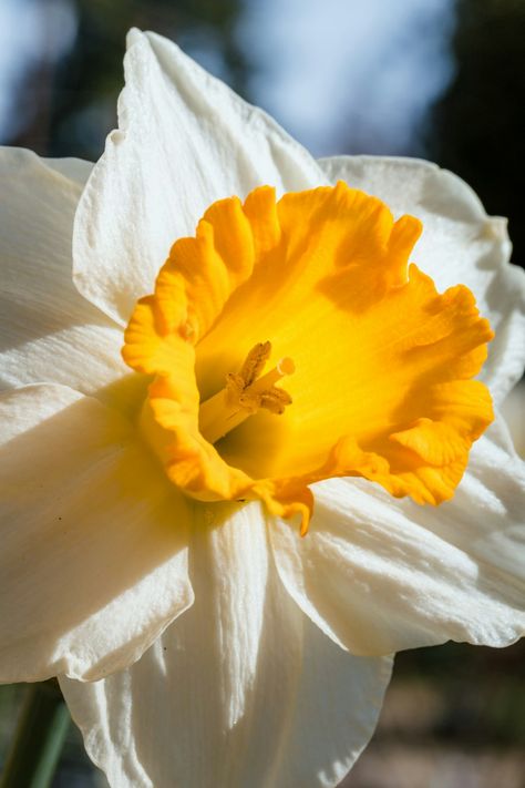 Photo by Jason Leung on Unsplash White Daffodil Aesthetic, Daffodil Narcissus, Daffodils White, Narcissus Pseudonarcissus, Apricot Whirl Daffodil, Waves Wallpaper, Daffodil Flower, Rose Images, Pictures Images