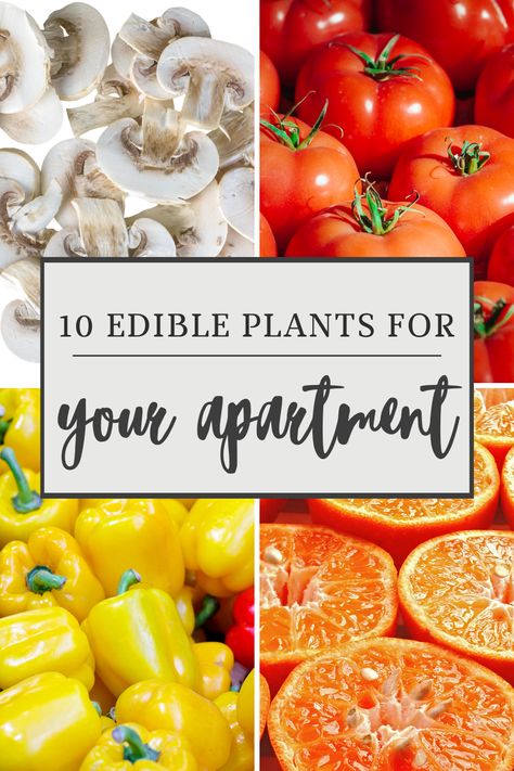 Growing plants in the city isn’t as impossible as you might think. There are plenty of fruits and vegetables that can thrive in an indoor environment or on your balcony. You don’t need to have a backyard to have a garden of your own. Here are 10 fruits and vegetables you can grow in your apartment so you can harvest your own organic food. Growing Fruits And Vegetables Indoors, Food Plants To Grow Indoors, Gardening In An Apartment, Indoor Veggie Garden, Vegetables To Grow Indoors, Apartment Vegetable Garden, Growing Vegetables Indoors, Autumn Core, Gardening Indoors