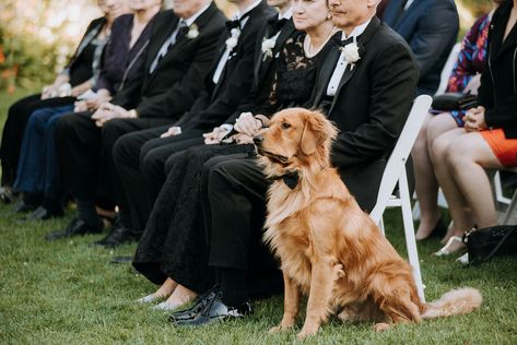 Golden Retriever Wedding Outfit, Service Dog Wedding, Dog Wedding Ceremony, Best Dog Wedding, Wedding With Dogs In Them, Dog In Wedding Ceremony, Golden Retriever Wedding Ideas, Dogs In Weddings Ideas, Wedding Pictures With Dogs