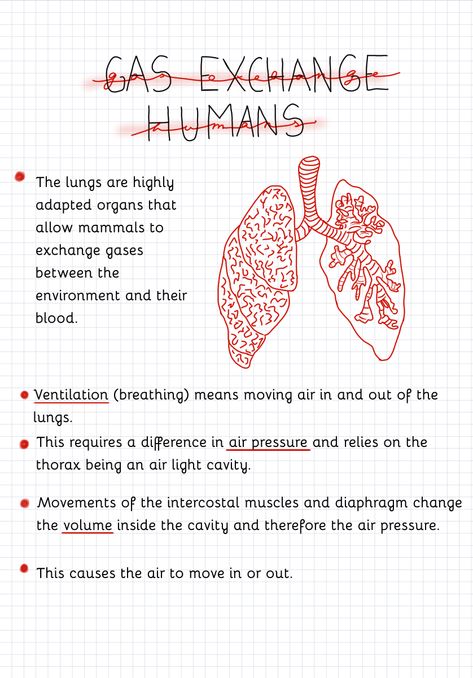 Diagram Of The Lungs, Lungs Notes Anatomy, Anatomy Of Lungs Notes, Lung Anatomy Notes, Science Diagrams Biology, Lungs Notes, Health Science Notes, Science Notes Biology, Pediatric Notes