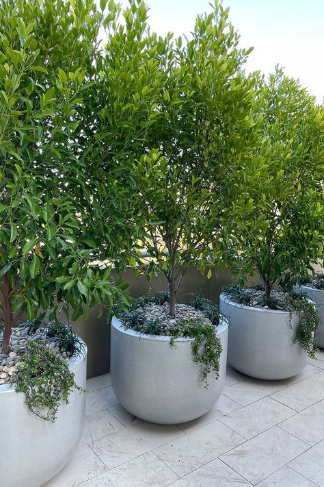 Rooftop Garden Urban, Rooftop Planters, Luxury Garden Design, Luxury Balcony, Terraced Landscaping, Roof Garden Design, Balcony Planters, Brisbane River, Small Courtyard Gardens