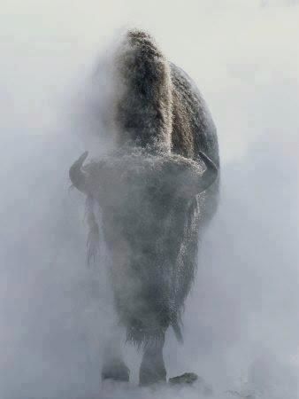 Bison snow storm Truk Ford, National Geographic Photography, Mule Deer, Manx, The Fog, Appaloosa, Quarter Horse, Yellowstone National, Animal Planet