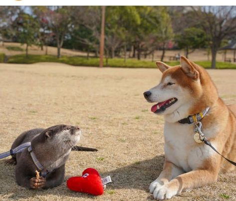 Otter Love, Unconditional Love, In Water, Otters, Good Morning, Memes, Dogs, Water, Animals